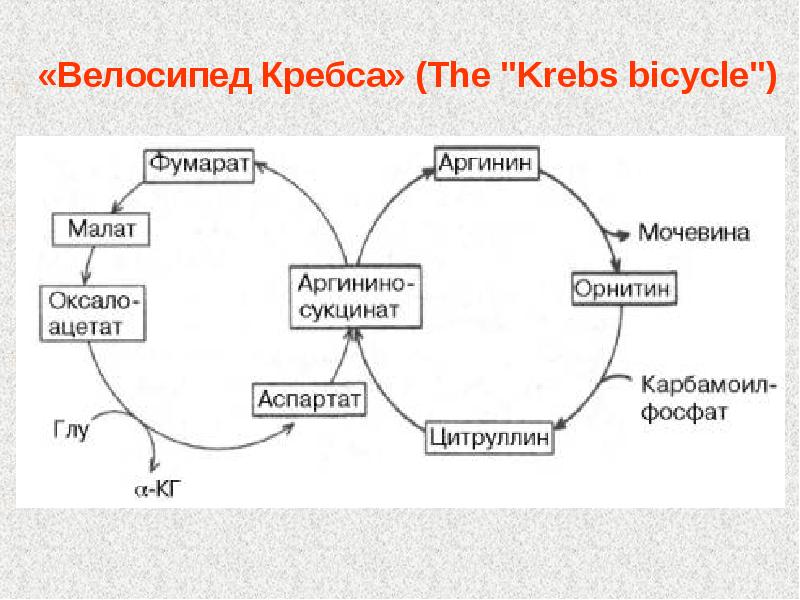 Детские велосипеды двухколесные Kreiss купить в интернет …