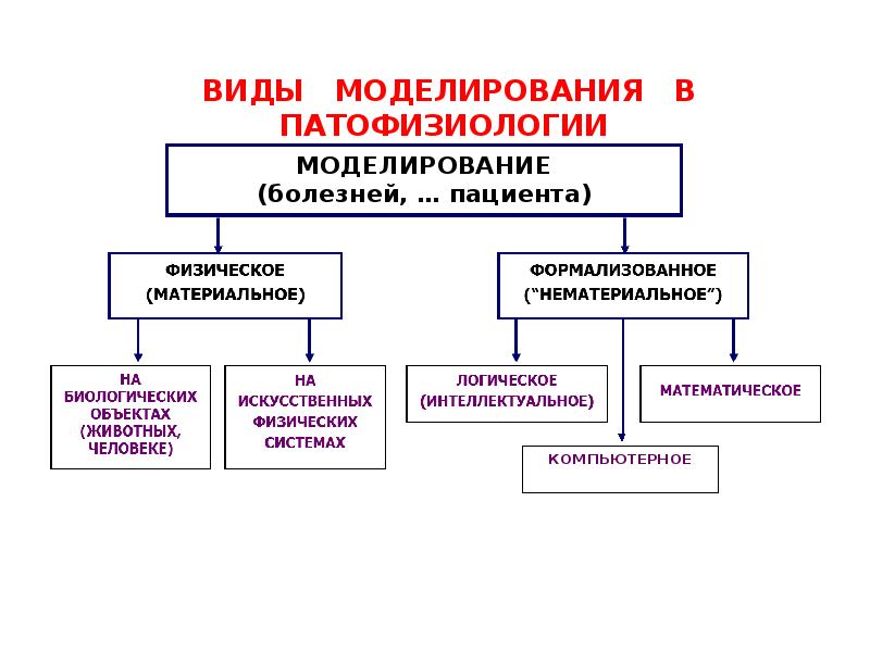 Моделирование в физиологии