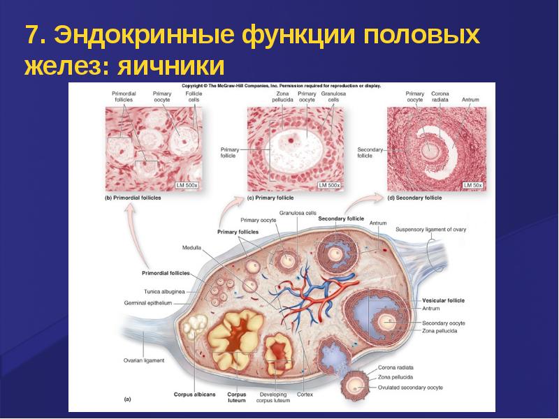 Роль эндокринной системы презентация