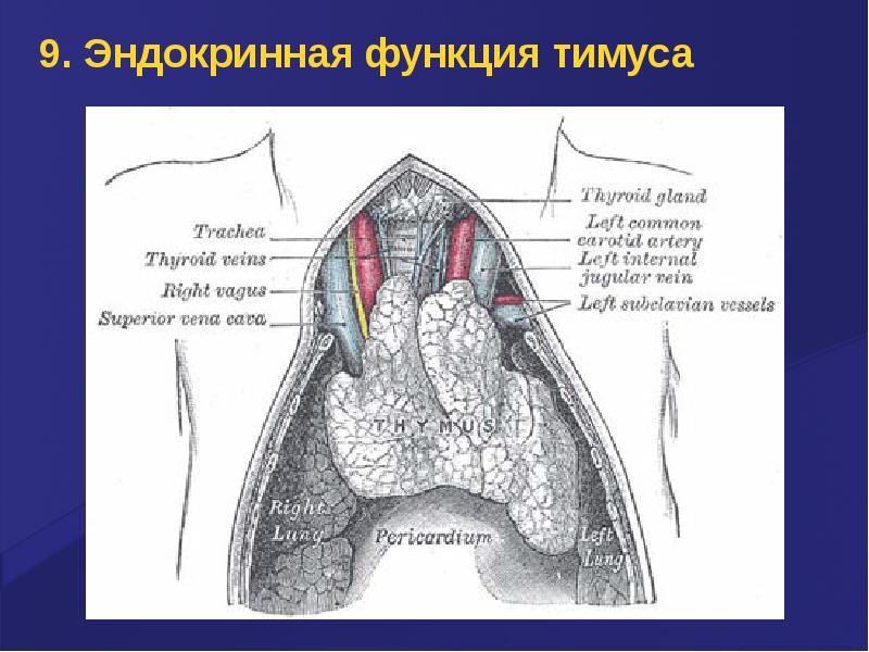 Эндокринная система картинки на английском