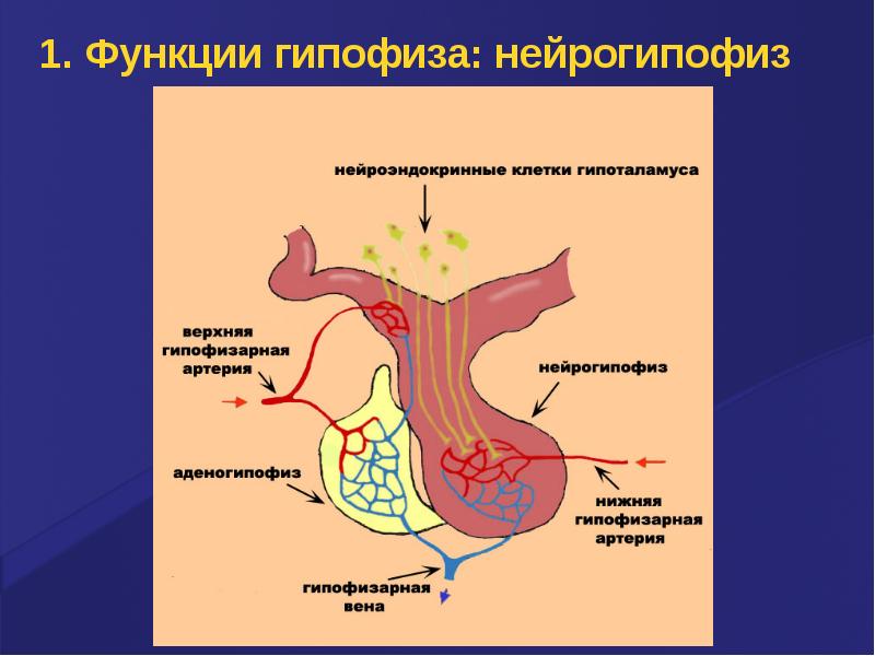 Заболевания гипоталамо гипофизарной системы эндокринология презентация