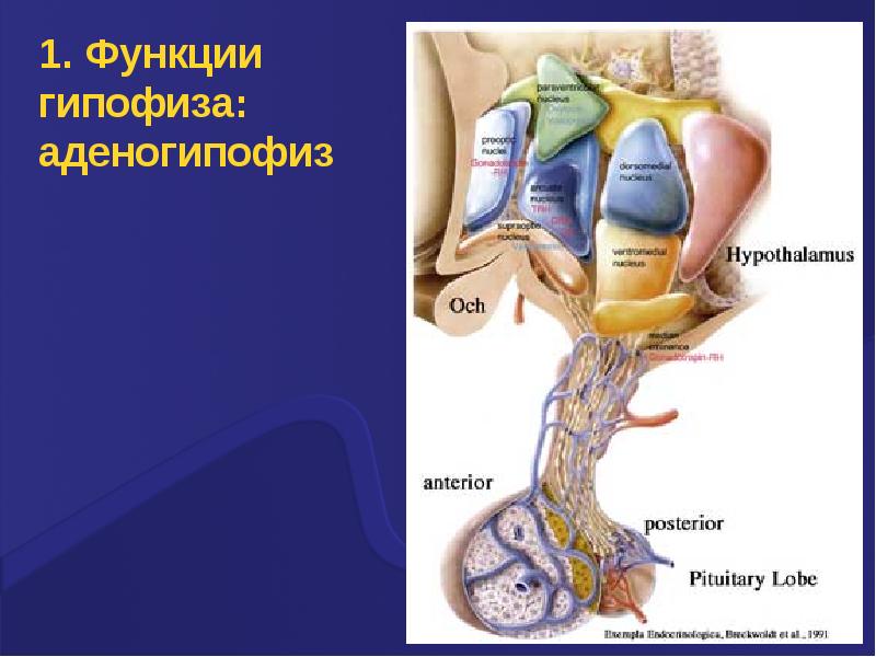 Функции гипофиза. Гипофиз. Гипофиз функции. Аденогипофиз функции. Функции аденогипофиза физиология.