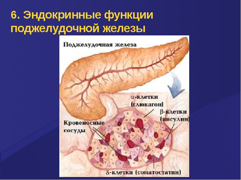 Поджелудочная железа секреция. Инкреторная функция поджелудочной железы. Инкреторная функция поджелудочной железы физиология. Эндокринная функция поджелудочной железы. Внутрисекреторная функция поджелудочной железы.