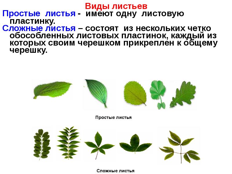 Простые и сложные листья. Простые листья имеют. Растения с простыми листьями. Виды простых листьев.