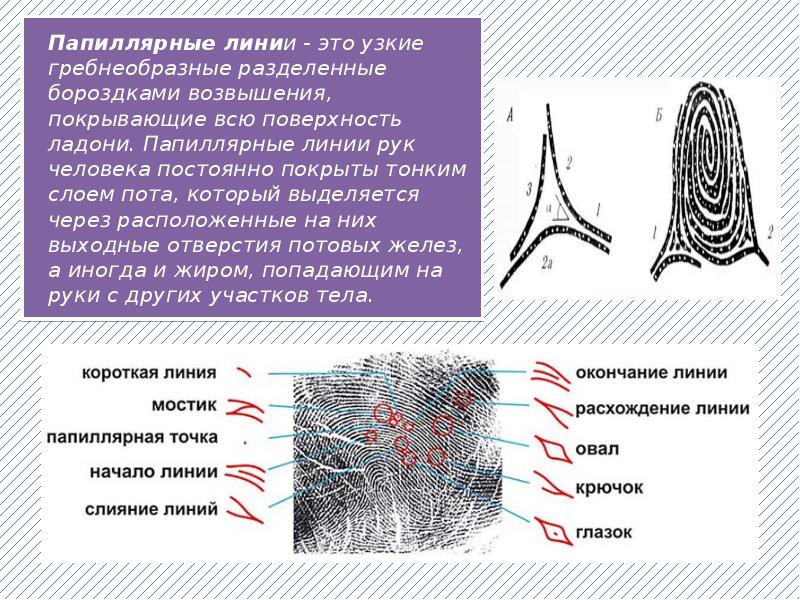 В коже пальца рисунок папиллярных линий определяется гистология