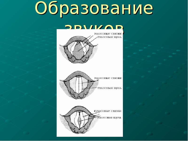 Презентация гигиена голоса