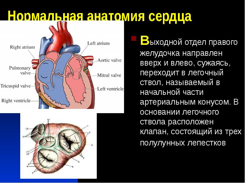 Отделы сердца