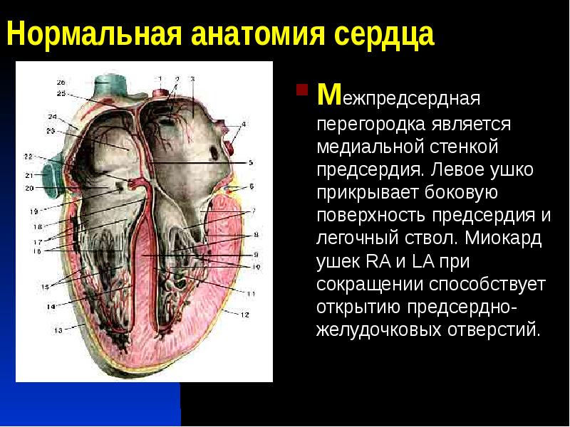 Сердце человека разделено сплошной перегородкой на левую