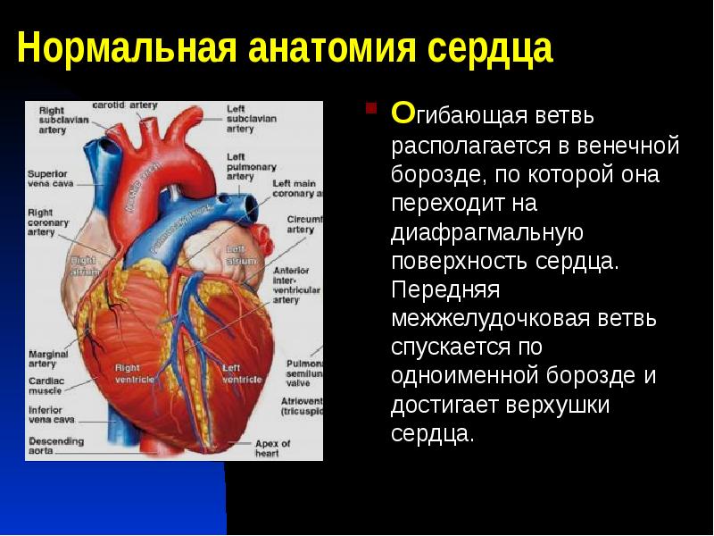 Поверхности сердца. Строение сердца анатомия поверхности. Сердце анатомия передняя межжелудочковая борозда. Венечная борозда сердца анатомия. Борозды на поверхности сердца анатомия.