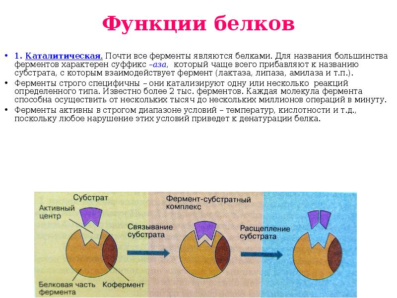 Каталитическая функция белков