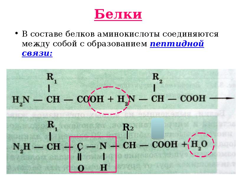 Укажите изображение пептидной связи между двумя аминокислотами в молекуле белка