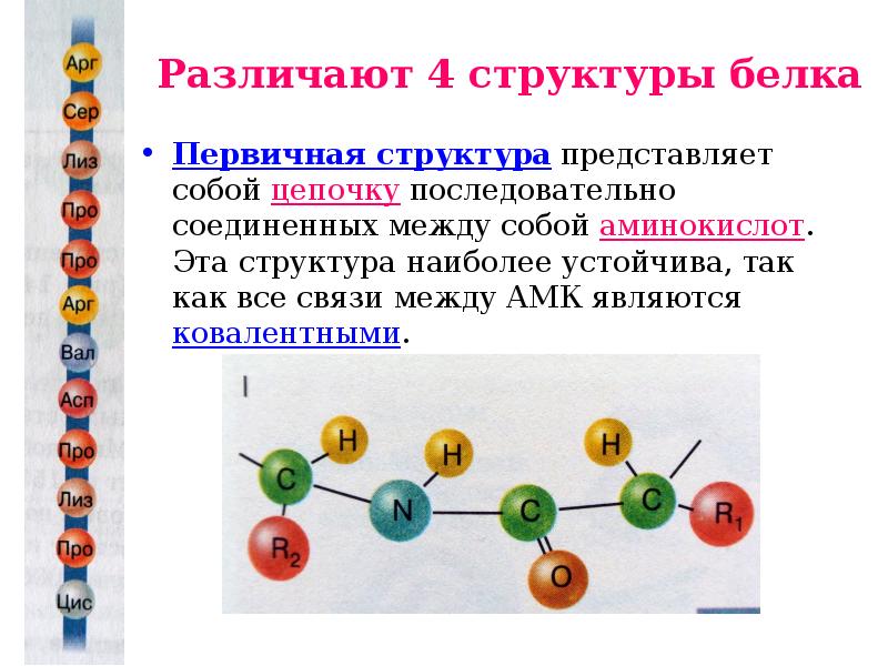 Первичная структура белка картинка