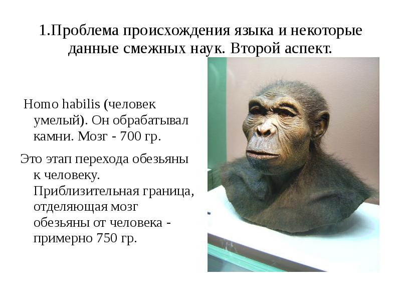 Человек умелый. Орудия человека умелого. Проблема происхождения языка. Человек умелый образ жизни. Человек умелый происхождение.