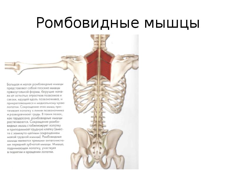 Ромбовидная мышца анатомия картинки спины