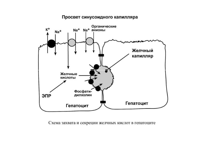 Биохимия печени биохимия презентация