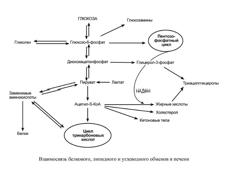 Биохимия печени биохимия презентация