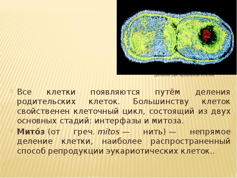 Деление клетки 9 класс презентация