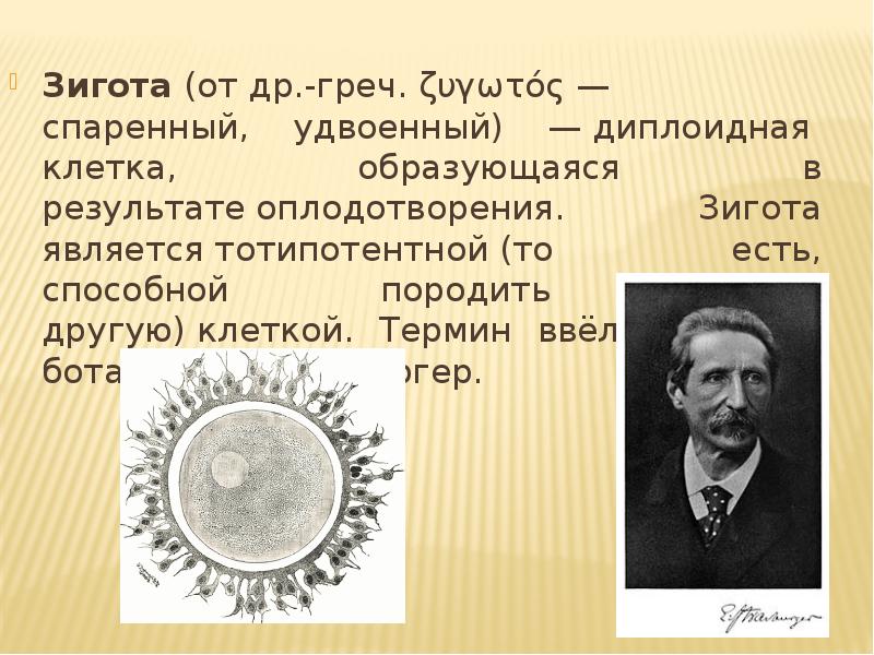 Зигота зигота. Зигота. Деление зиготы оплодотворение. Схема процесса яйцеклетки. Зигота.