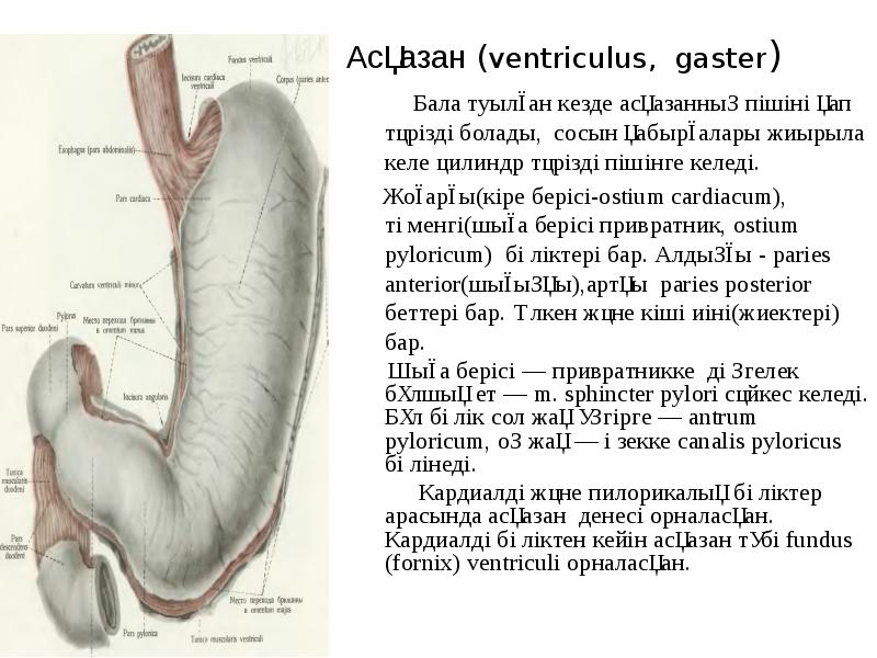 Какие анатомические образования имеются на внутренней поверхности стенок ventriculus sinister