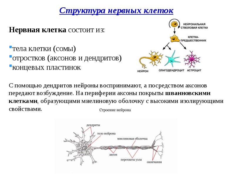 Биохимия нервной ткани презентация