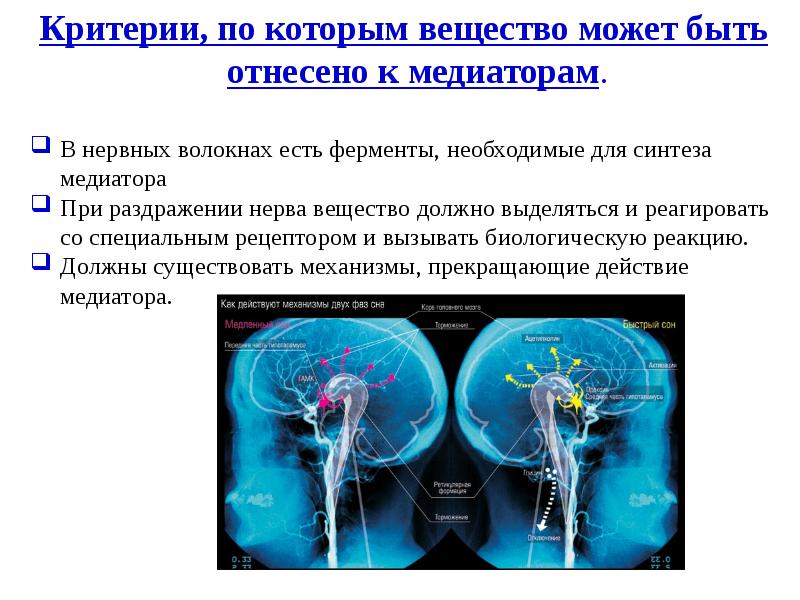 Презентация биохимия нервной системы