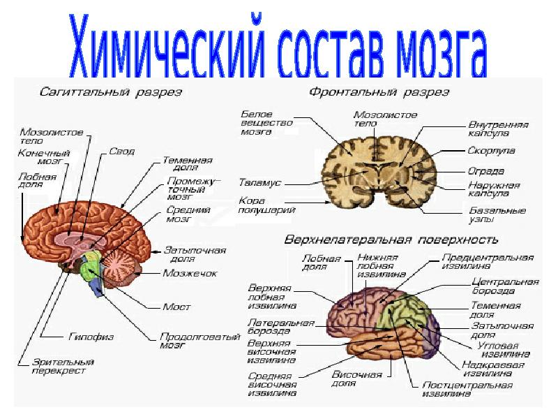 Из чего состоят мозги. Из чего состоит мозг человека состав. Химический состав головного мозга человека. Из чего состоит головной мозг. Ткань мозга человека.