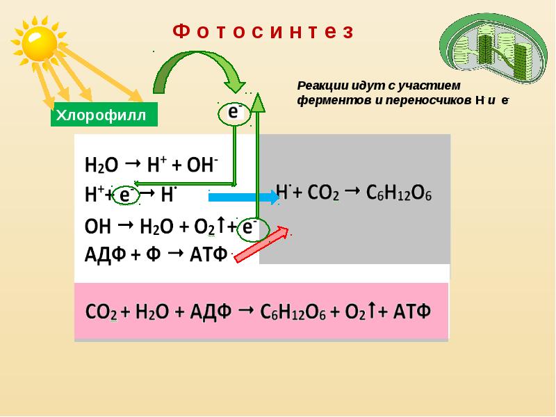 Фотосинтез хемосинтез презентация