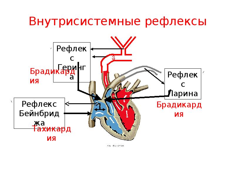 Схема рефлекторной дуги рефлекса бейнбриджа