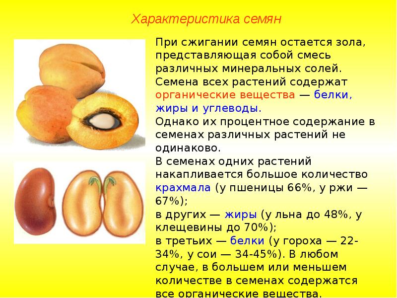 Особенности семян двудольных растений. Семя его строение и значение. Сообщение на тему строение семян. Строение семени. Строение плода двудольных.