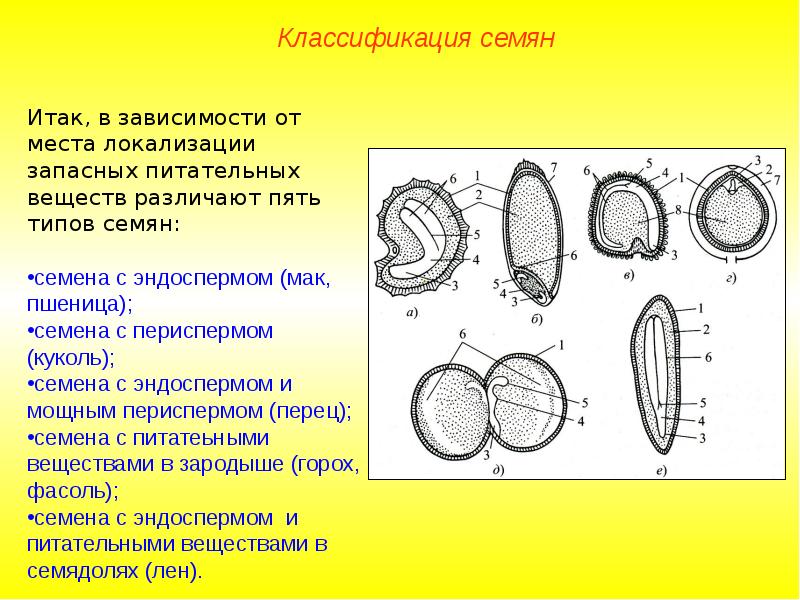 Лабораторная работа строение однодольных и двудольных семян. Плоды двудольных растений. Рисунок строение семян двудольных и однодольных растений. Плоды однодольных и двудольных растений. Строение зародыша однодольных и двудольных.