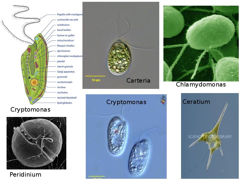 Одноклеточная брюс. Одноклеточные эукариоты. Одноклеточные организмы эукариоты. Протисты эукариоты. Одноклеточные прокариоты и эукариоты.