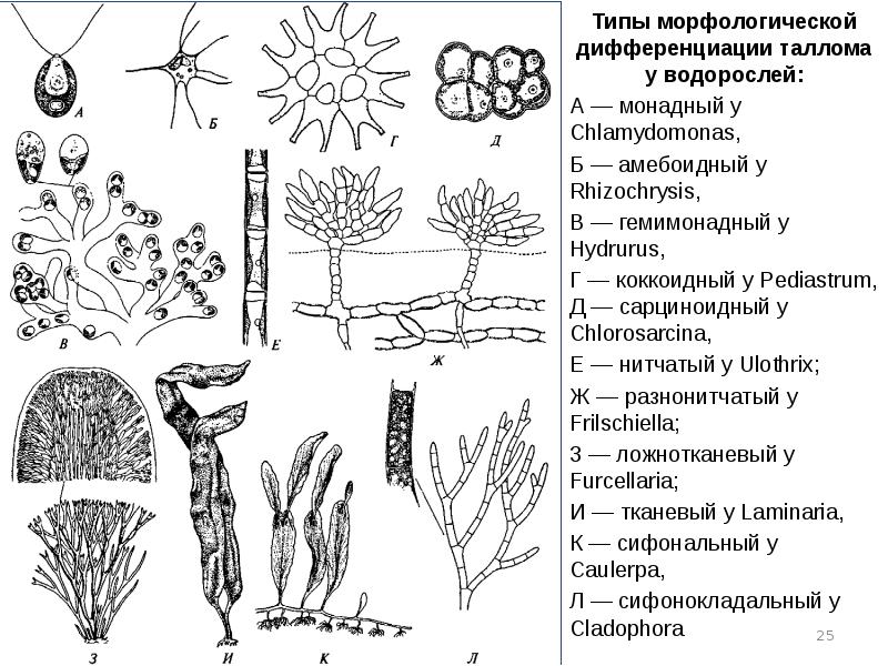 Многоклеточное слоевище. Зеленые водоросли структура таллома. Типы дифференциации таллома водорослей. Фукус Тип таллома. Структуры таллома водорослей.
