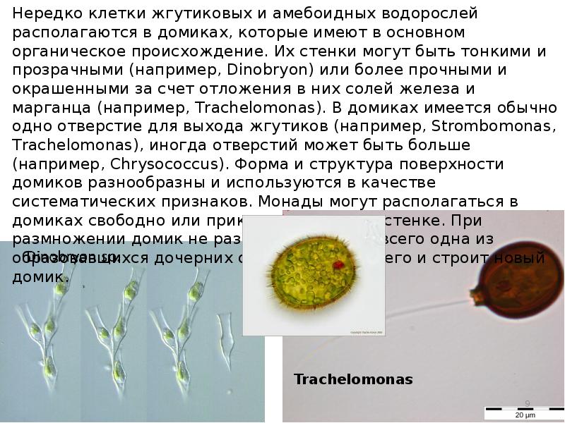 Клетка способная захватывать. Трахеломонас. Trachelomonas строение. Трахеломонас схема. Трахеломонас водоросль под микроскопом.