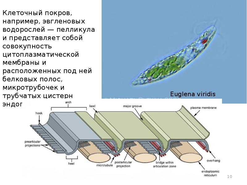 пелликула это. пелликула у простейших. пелликула инфузории. белковая пелликула. кутикула пелликула зубной налет.