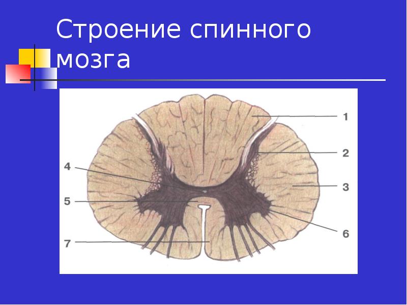 Передние рога спинного мозга являются. Строение спинного мозга. Спинной мозг рисунок. Спинной мозг анатомия рисунок. Пано плоский срез спинного мозга.