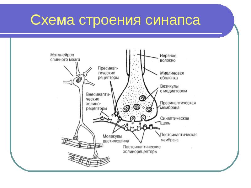 Холинергические синапсы презентация