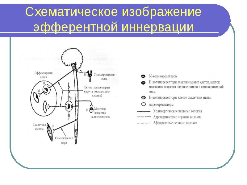 Схема структуры эфферентной иннервации