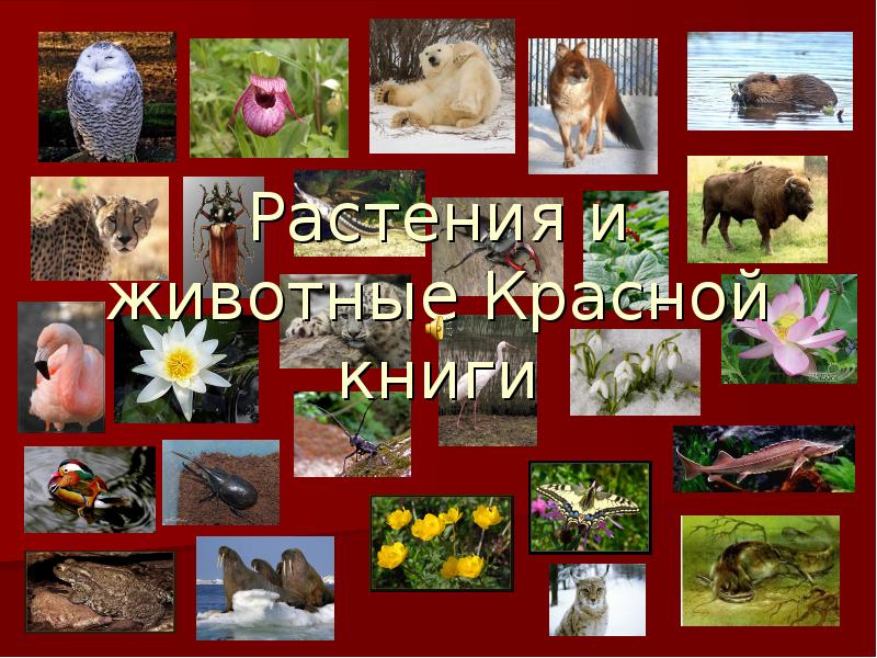 Красная книга беларуси список. Животные и растения красной. Фото красной книги Республики Беларусь. Животные и растения красной книги Республики Беларусь. Животные и растения из красной книги коллаж.