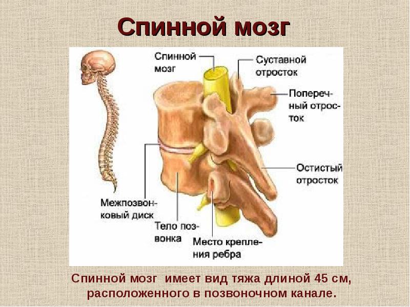 Тело и отростки расположены в спинном мозге. Спинной мозг. Спинной мозгик позвоночном канале. Спинной мозг в позвоночном канале вид. Отростки спинного мозга.