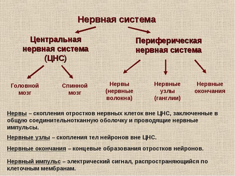 Заболевания периферической нервной. Болезни центральной и периферической нервной системы. Состав периферической нервной системы. Периферическая нервная система состоит из. Заболевания ЦНС И периферической нервной системы.