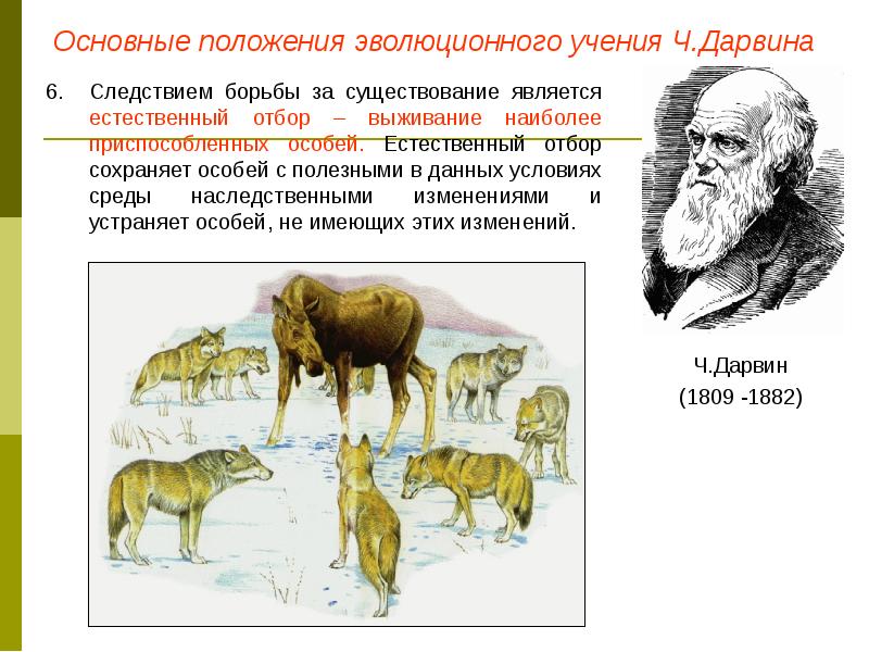 Дарвин презентация 9 класс. Ч Дарвин естественный отбор. Теория естественного отбора Дарвина.