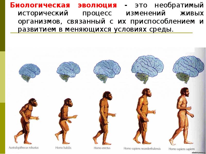 Реферат: Типы, виды и подвиды девушек