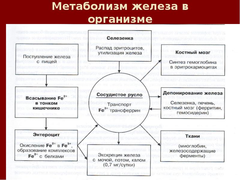 Обмен веществ железа