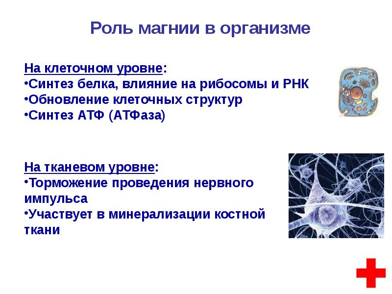 Мерсил. Сроки обновления клеток организма. Мерсил невро. Быстро обновляющиеся клетки.