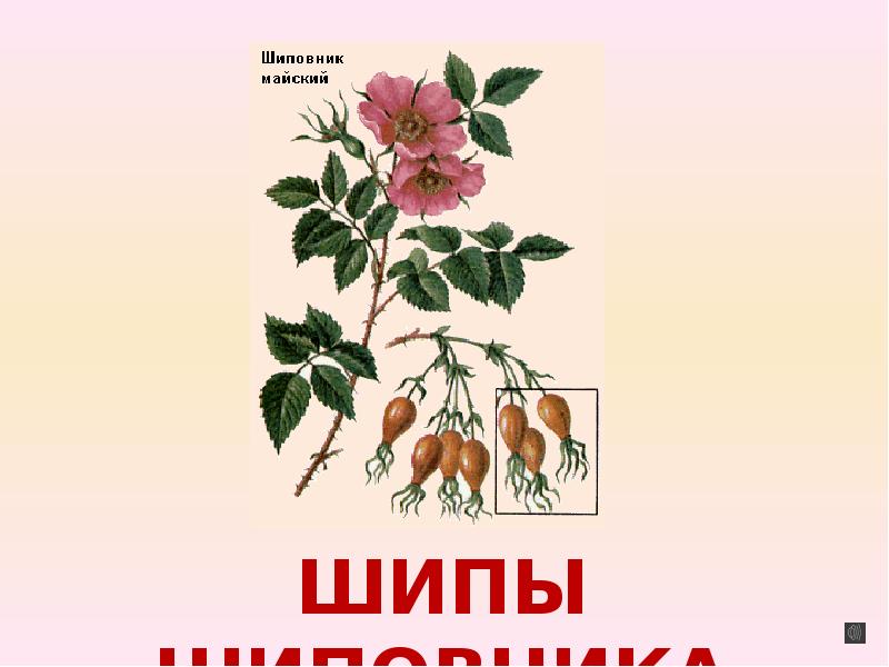 Органы шиповника