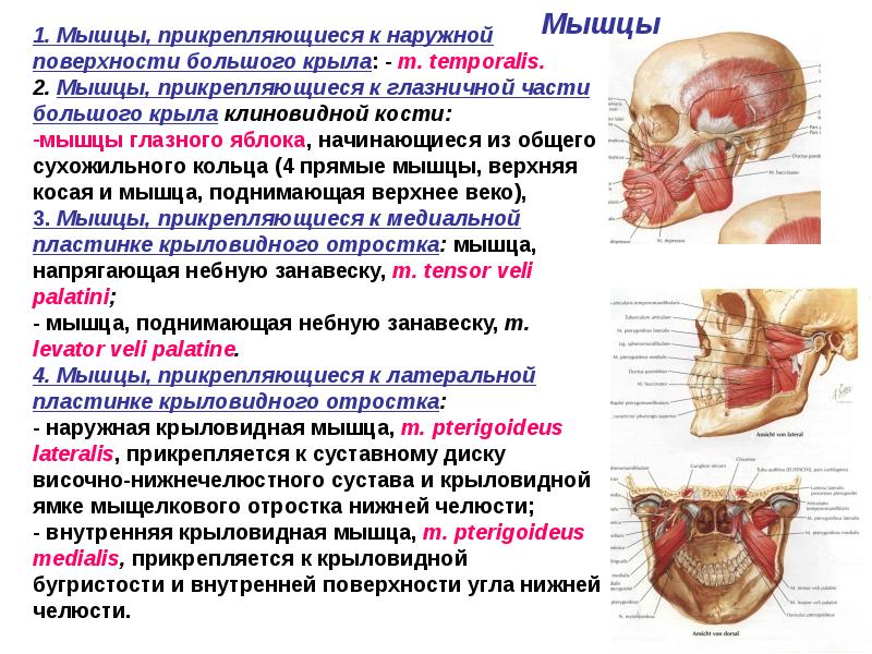 Костя прикрепляется к. Мышцы височно-нижнечелюстного сустава. Прикрепление мышц к нижней челюсти. Мышцы прикрепляющиеся к костям черепа.