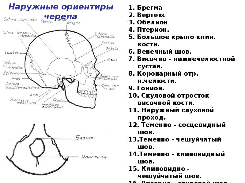 Кости черепа на латыни