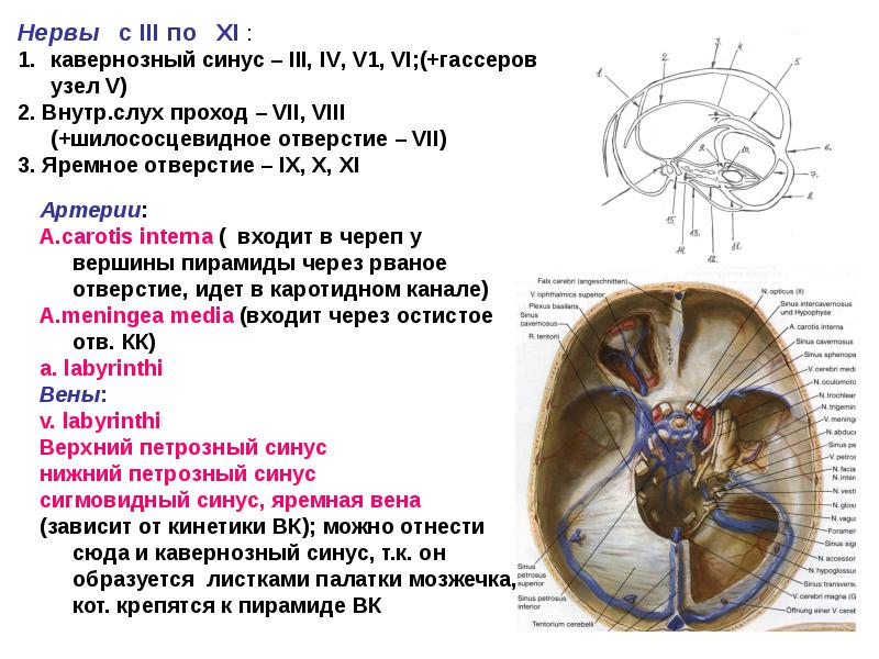 Латеральная стенка пещеристого синуса