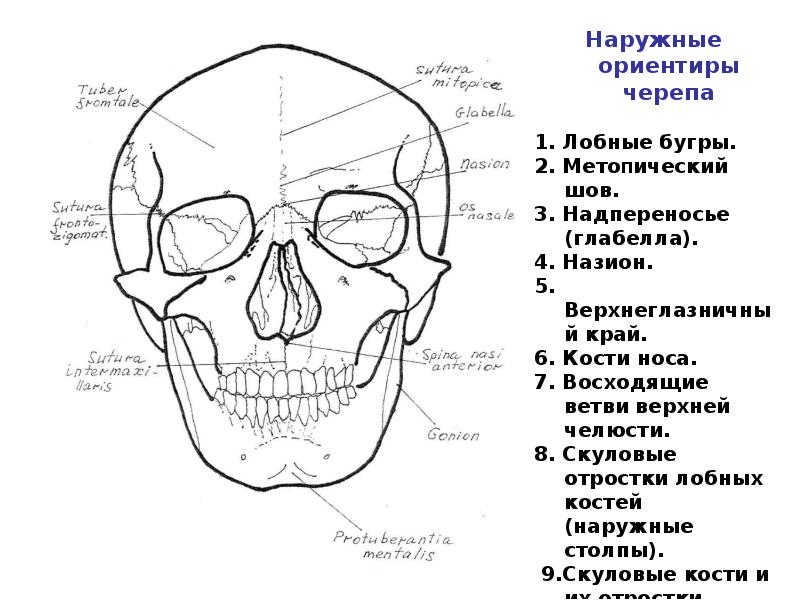 Кт лицевых костей. Кт костей лицевого скелета. Кт анатомия костей лицевого отдела черепа. Лицевой череп анатомия. Строение костей лица.