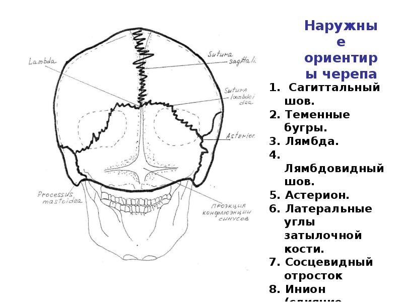 Швы черепа анатомия картинки